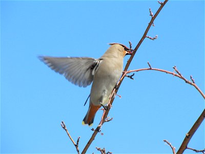 ... then grabs another from a nearby branch. Bohemian Waxwings will pluck fruit while perched, or they may hover briefly to snatch it. Credit: Lori Iverson / USFWS photo