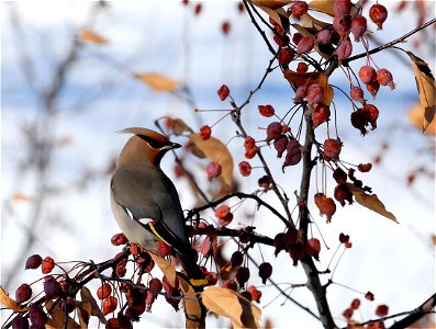 Bohemian waxwing in flowering crab tree, in Bozeman, MT. Dec. 2006. photo