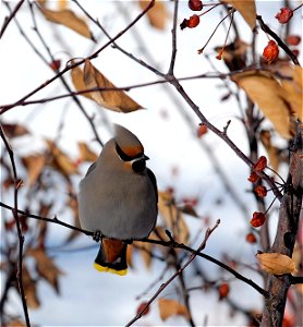 Bohemian waxwing in flowering crab tree, in Bozeman, MT. Dec. 2006. photo