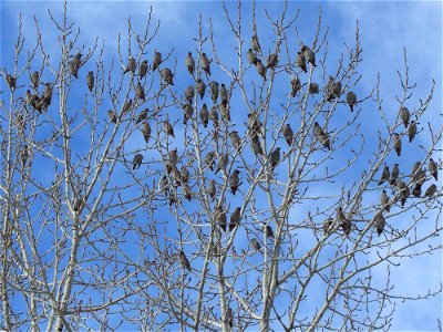 Bohemian waxwings in a cottonwood tree along the Gallagator Trail in Bozeman, MT. January 2008. photo