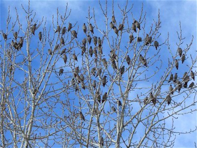 Bohemian waxwings in a cottonwood tree along the Gallagator Trail in Bozeman, MT. January 2008.