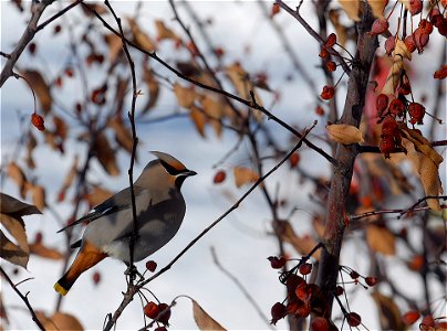 Bohemian waxwing in flowering crab tree, in Bozeman, MT, December 2006. Public Domain.