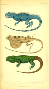 ilZini/elo. 
ReptiUa.PU^' 
I'/JM^A: 
1 Phv.V^„athu=f co^avcmuj-r'Hi^Fhy^gnath) 2 ?,\Xa.^x!^ponlicrHanafmeSita,tJ 
I»aaiia cynhtura /af Otre/ina or.lnnfaUed. Iguana j 

r...nj... ,-n..:h- '■..■!'■