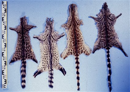 European genet (genetta genetta) & Large spotted genet (Genetta tigrina) . Fur skin collection, Bundes-Pelzfachschule, Frankfurt/Main, Germany