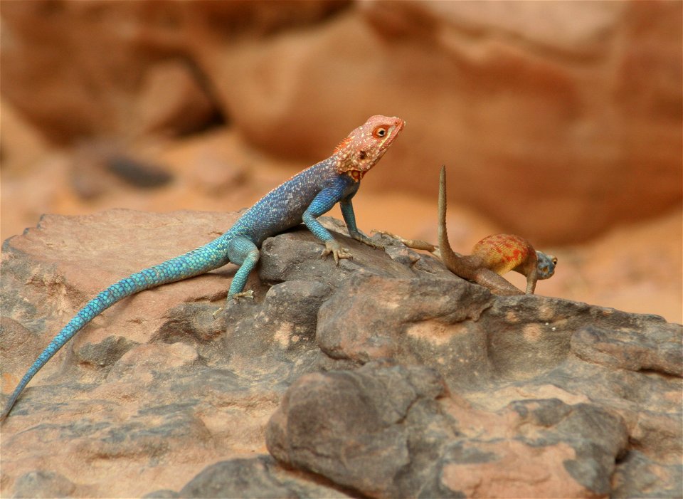 Male and female Agama agama lizards in the Tadrart Acacus, Libya