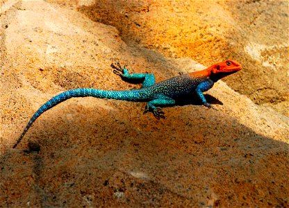 Red headed rock agama