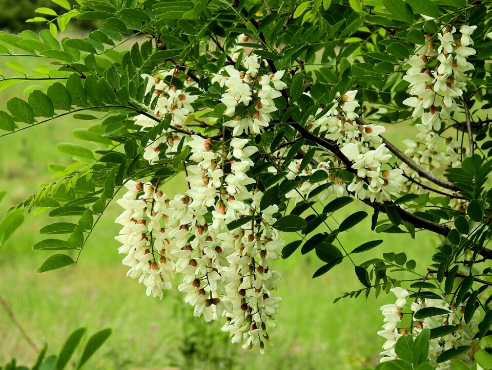 Acacia flowering spring
