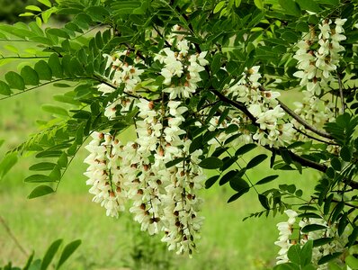 Acacia flowering spring