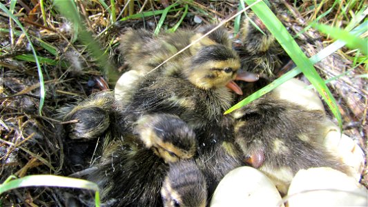 Northern Shoveler ducklings. The lands of the refuge were established to protect and provide habitat for migratory birds that cross State lines and international borders and are by law a Federal trust photo