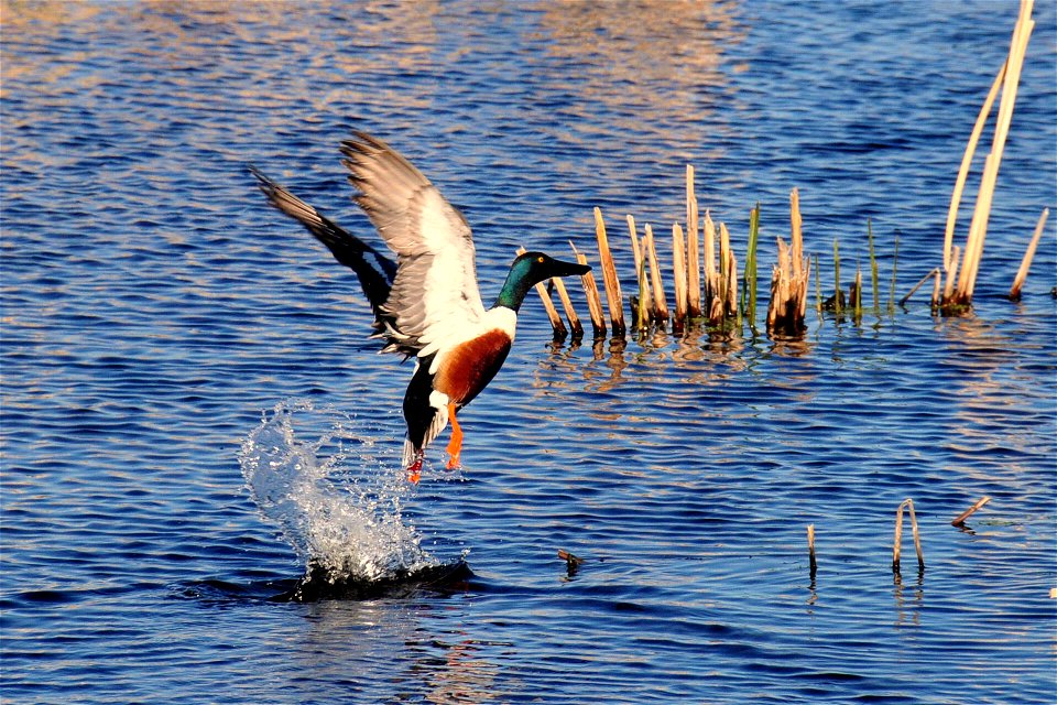 Northern shoveler drake taking flight Sand Lake Wetland Management District.  This part of South Dakota has some of the highest densities of nesting waterfowl along with many other species of grasslan