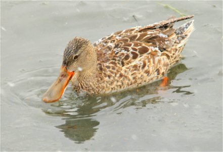 Perhaps the most visible diagnostic characteristic of the northern shoveler is its large spoon-shaped bill, which widens towards the tip and creates a shape unique among North American waterfowl.    F