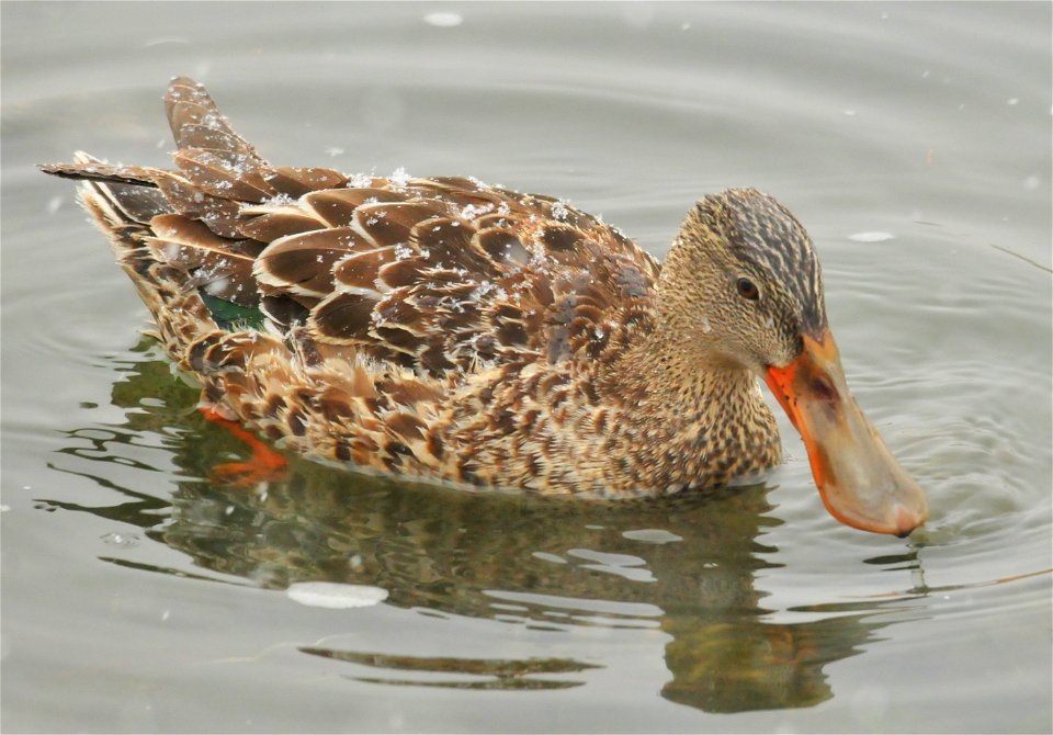 Perhaps the most visible diagnostic characteristic of the northern shoveler is its large spoon-shaped bill, which widens towards the tip and creates a shape unique among North American waterfowl.    F