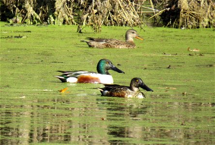Check out these distinctive ducks! These northern shovelers were spotted taking a break at Port Louisa National Wildlife Refuge in Iowa. Photo by Jessica Bolser/USFWS. photo