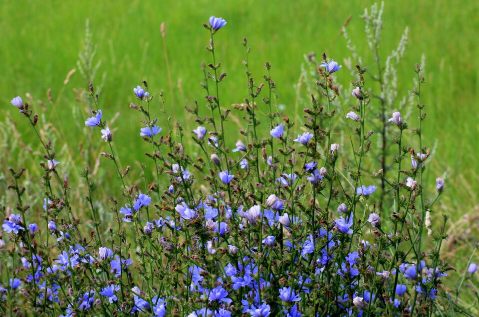Blue summer vegetation
