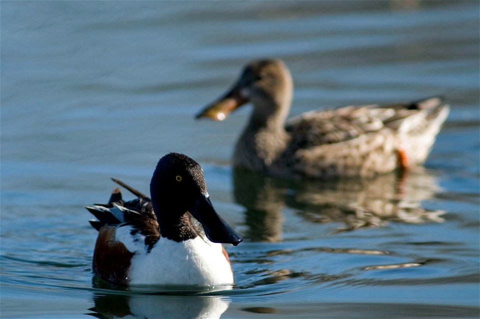 Northern shovelers swim with their spoon-shaped bills in the water, filtering out invertebrates and other food.

Photo Credit: Rich Keen / DPRA