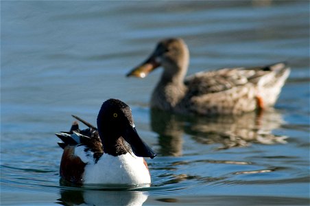 Northern shovelers swim with their spoon-shaped bills in the water, filtering out invertebrates and other food. Photo Credit: Rich Keen / DPRA photo