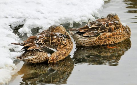 A pair of northern shovelers rest during a snowstorm on Seedskadee National Wildlife Refuge. Waterfowl, moving in front of an approaching storm, arrived on Seedskadee NWR. They fed heavily on submer photo