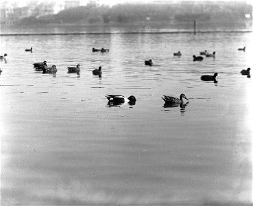 Lake Merritt, Oakland, CA photo