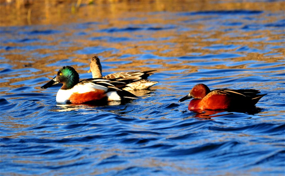 Photo: Tom Koerner/USFWS - Free photos on creazilla.com