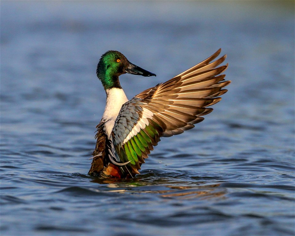 Male northern shoveler (Anas clypeata) -- Steve Sinclair photo