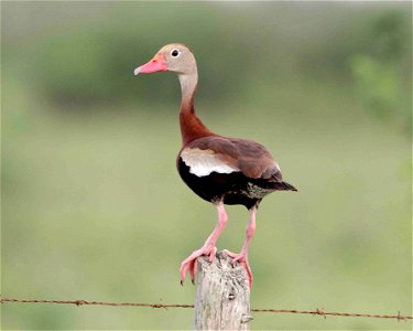 Black-bellied whistling duck (Dendrocygna autumnalis)