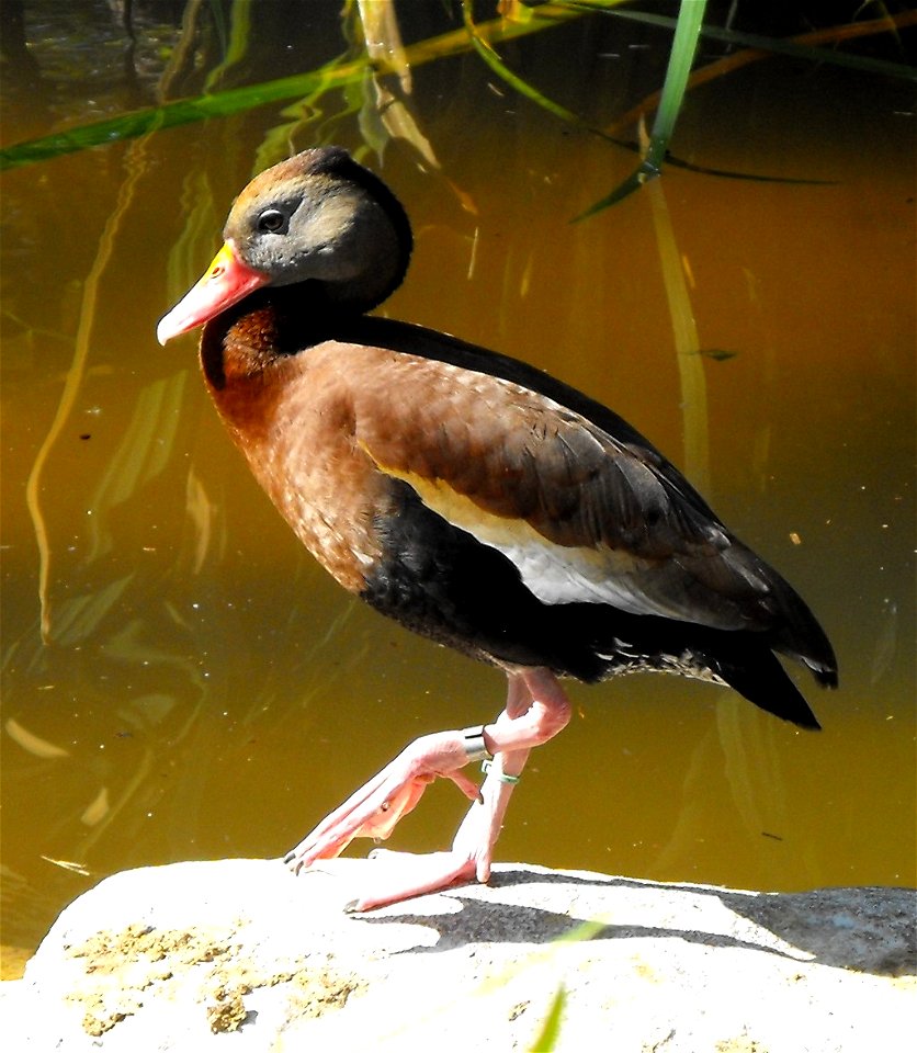 Dendrocygna autumnalis at the San Diego Wild Animal Park, Escondido, California, USA.