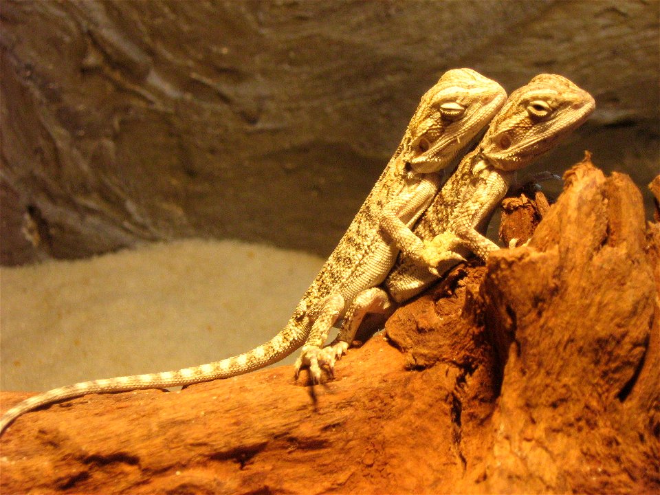 Two very young bearded dragons, owned by Merijn Kanis, enjoying the warmth coming from a light bulb.