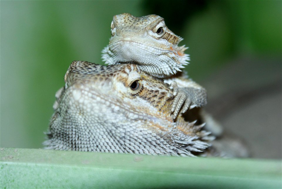 My own two bearded dragons!
The big one (Sam) is almost a year old and the little one (Sissy) is only 4 months old