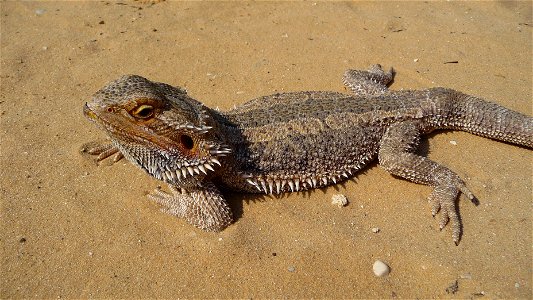 Central Bearded Dragon close-up. Pogona vitticeps (Ahl, 1926)