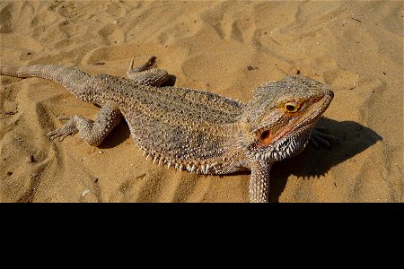 Central Bearded Dragon close-up. Pogona vitticeps (Ahl, 1926)