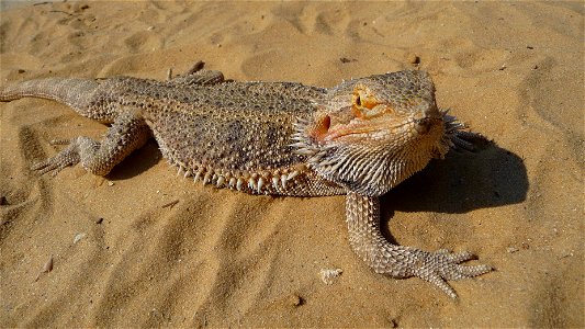 Central Bearded Dragon close-up. Pogona vitticeps (Ahl, 1926)