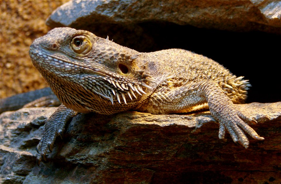 Agame barbu (Pogona vitticeps), à l'Ile aux Serpents.