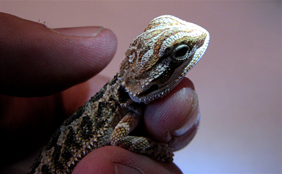 Approx. 3 week old baby of the bearded dragon, orange form