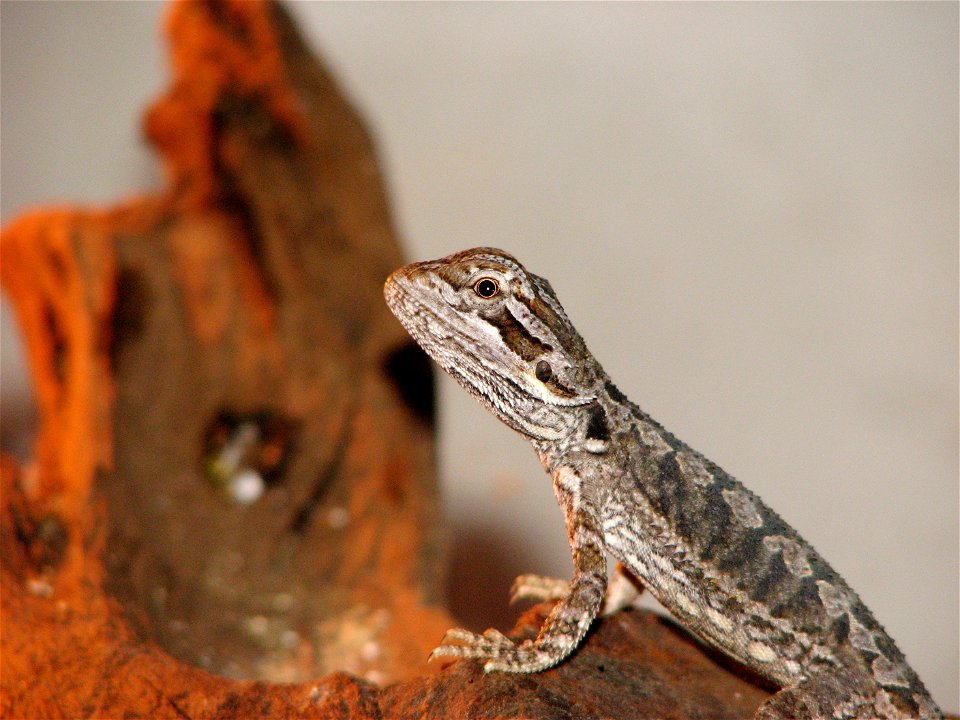 Approx. 3 week old baby of the bearded dragon, orange form