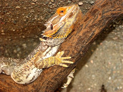 Pogona vitticeps, adult male, orange form.
