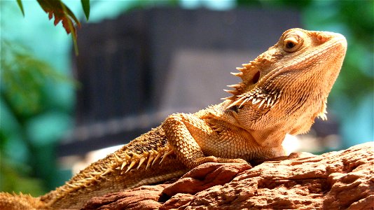 Pogona vitticeps, Wilhelma, Stuttgart