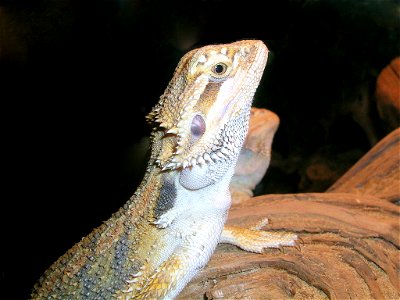 Pogona vitticeps, from Oslo reptile park