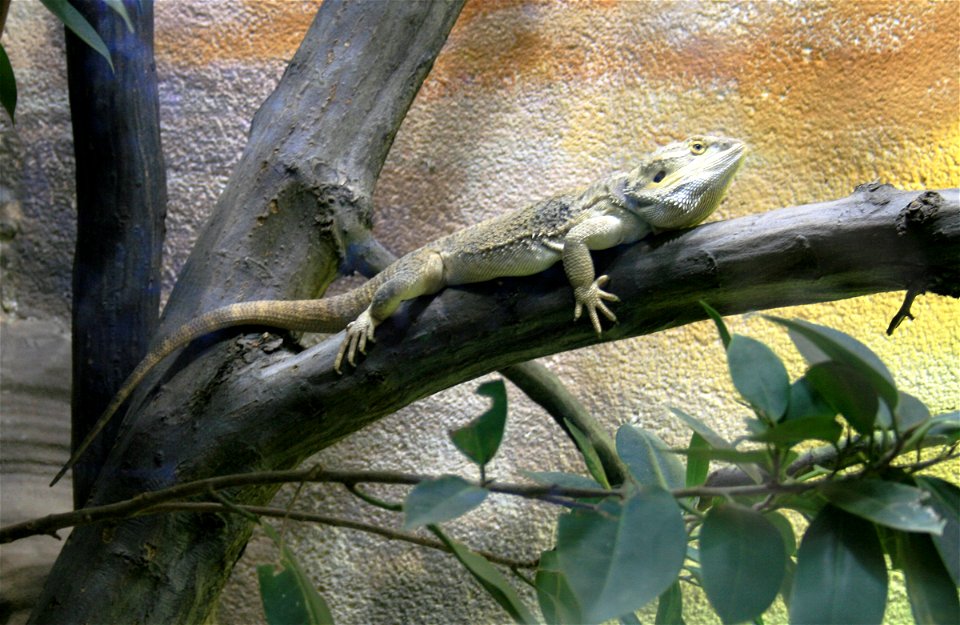 Central Bearded Dragon, Pogona vitticeps   in ZOO Dvůr Králové, Czech Republic