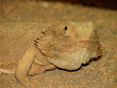 Bearded Dragon