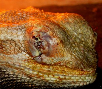 Pogona vitticeps after an eye operation, showing stitches and antibiotic cream
