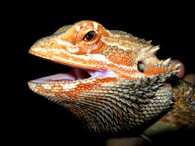 Head of a Bearded Dragon, orange form. photo