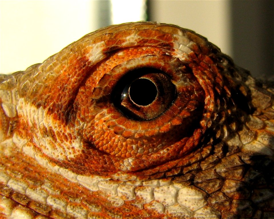 Detail of the left eye of an adult Pogona vitticeps, orange form.