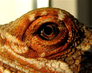 Detail of the left eye of an adult Pogona vitticeps, orange form.