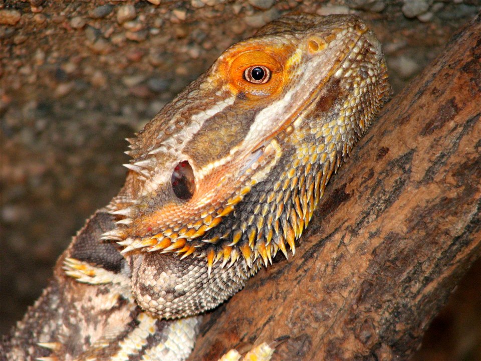 Pogona vitticeps, adult male, orange form.