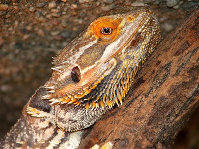 Pogona vitticeps, adult male, orange form. photo