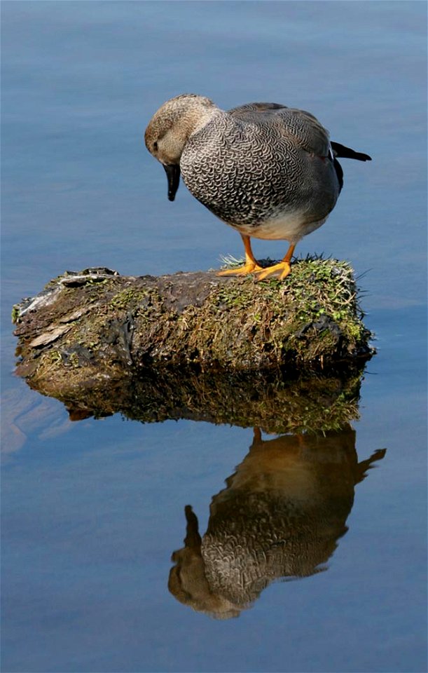 Gadwall Drake (Anas strepera). This image was taken at the Anchorage Coastal Wildlife Refuge, Potter's Marsh, Anchorage, Alaska.