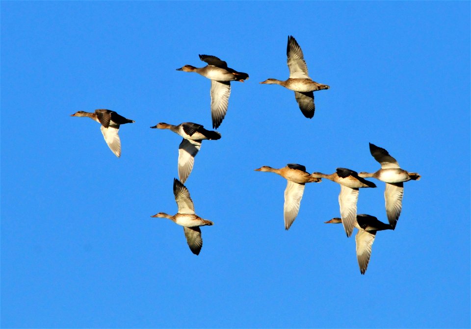 Gadwalls are medium-sized ducks characterized by a general lack of bright coloration. Male gadwalls are gray-brown with a white belly and a black rump. In flight, a white speculum and chestnut and bla