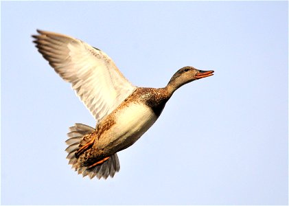 Gadwall Hen Seedskadee NWR