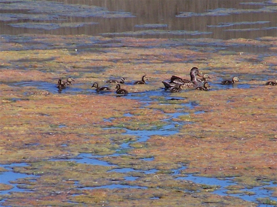 A brood of gadwall under the care of the mom at Bowdoin NWR.

Credit: USFWS
