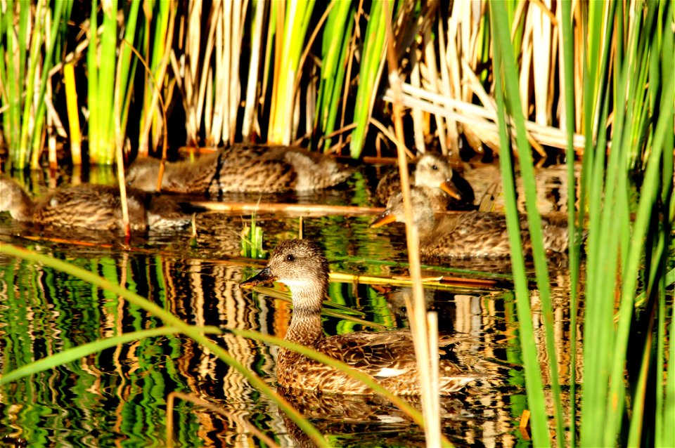 A gadwall hen and her brood appear from the emergent vegetation on Seedskadee NWR. Photo: Tom Koerner/USFWS